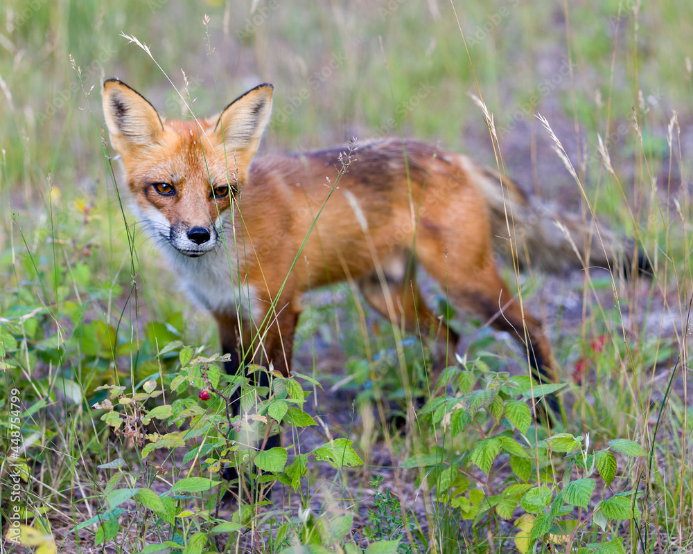 Red Fox Stock Photo. Fox Image. Foraging in the field with rasperries foliage and blur background in its environment and habitat surrounding. Picture. Portrait.