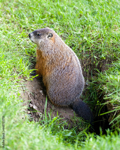 Groundhog Stock Photo. Close-up profile side view sitting at the entrance of its burrow with grass background in its environment and surrounding habitat. Image. Picture. 