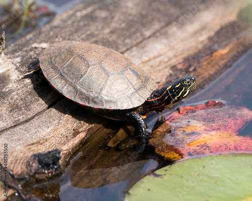 Painted Turtle Photo. On a log in the pond with lily pad pond, water lilies, moss and displaying its turtle shell, head, paws in its environment and habitat. Turtle Image. Picture. Portrait.
