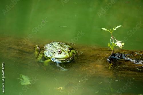 frog in the water