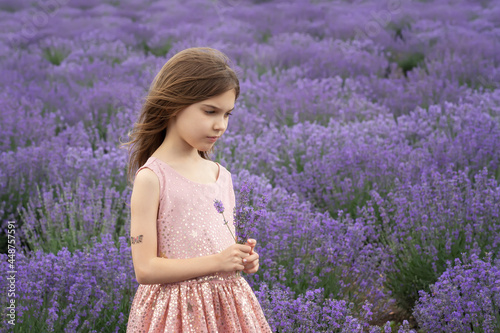 Beautiful little girl with a pink dress enjoying between rows of blooming lavender field