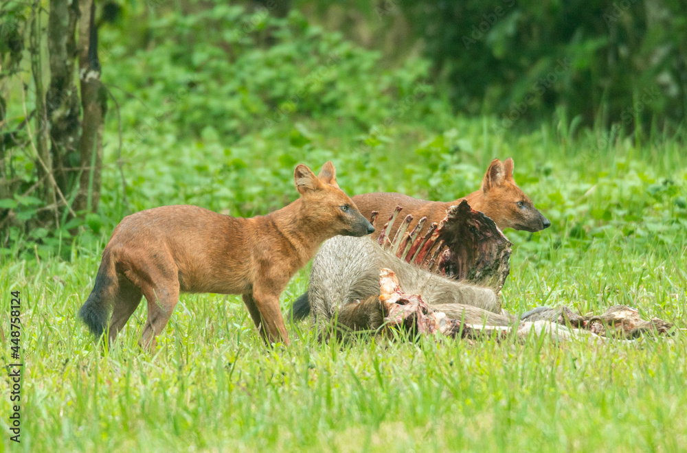 Naklejka premium Asian wild dogs and family standing and looking for disturbance behind a hunted deer carcass outdoors at widefield on Khao Yai National Park of Thailand.