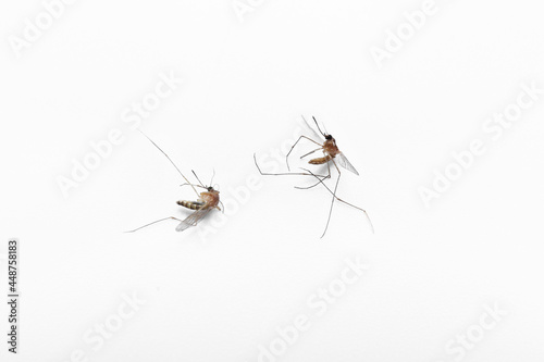 Mosquitoes isolated on white background