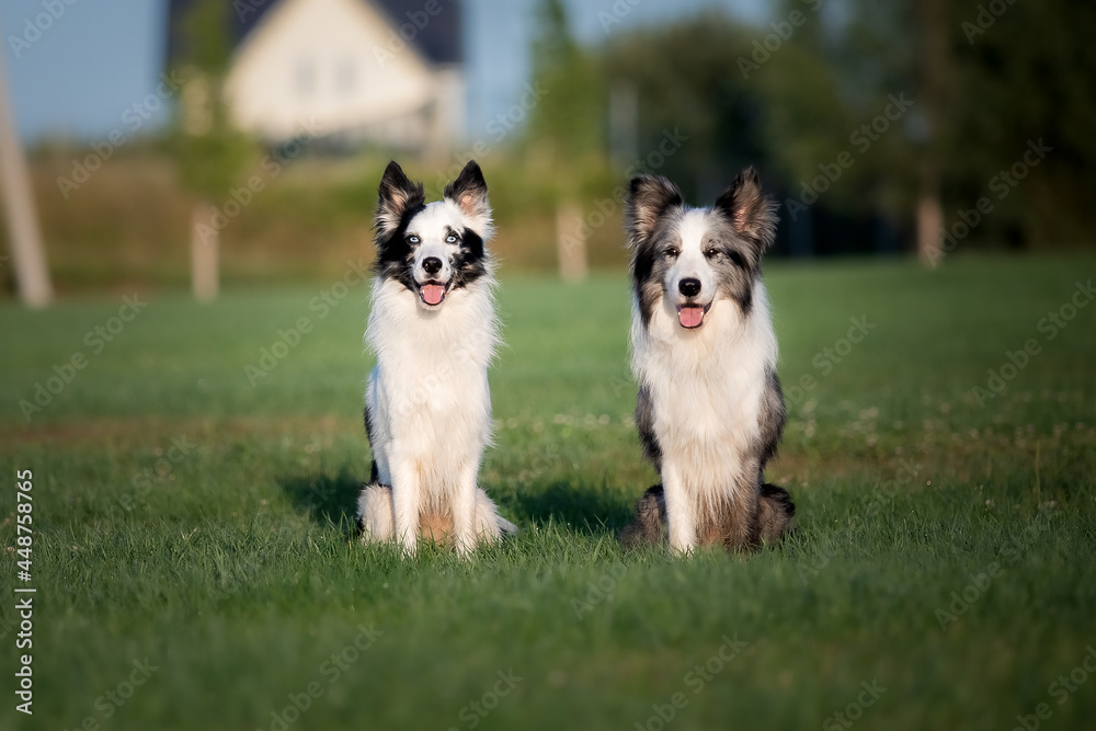 Dogs together outdoors. Happy dogs. Border Collie dogs. Two dogs