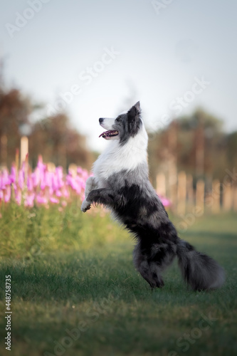 Fototapeta Naklejka Na Ścianę i Meble -  Dog in lavender flowers. Lovely pet. Border Collie Dog on a lavender field. Pet in nature