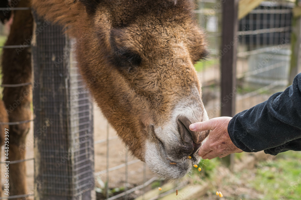 Fototapeta premium Portrait of a Camel