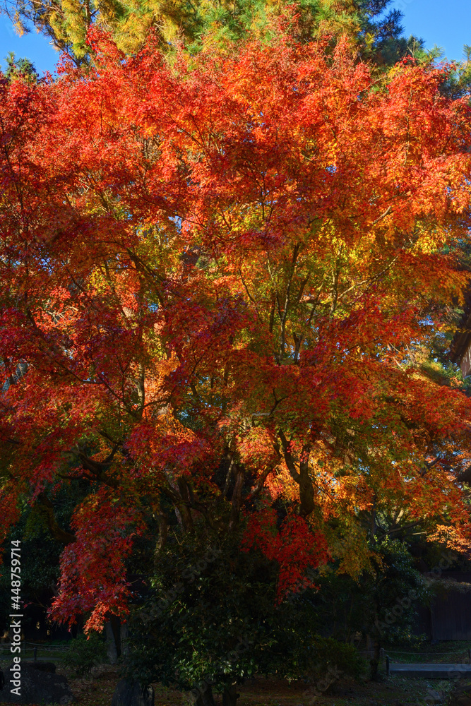 京都御苑の紅葉 京都御苑の紅葉