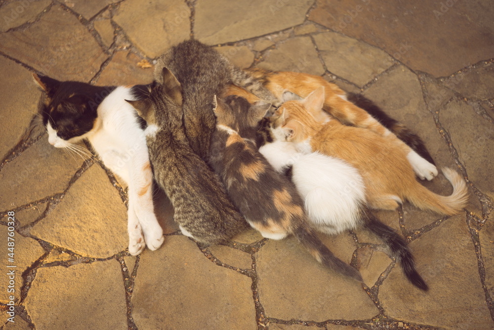 Cat feeding her kittens on the sunny stone floor outdoor Cat feeding her kittens on the sunny stone floor outdoor
