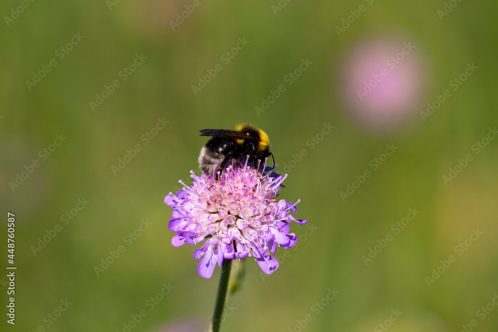 A macro shot of a bumblebee collecting pollen from a field scabious flower with place for your text A macro shot of a bumblebee collecting pollen from a field scabious flower with place for your text