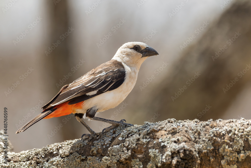 Fototapeta premium White-headed Buffalo Weaver - Dinemellia dinemelli, beautiful special weaver from Eastern African woodlands, bushes and gardens, Ethiopia.