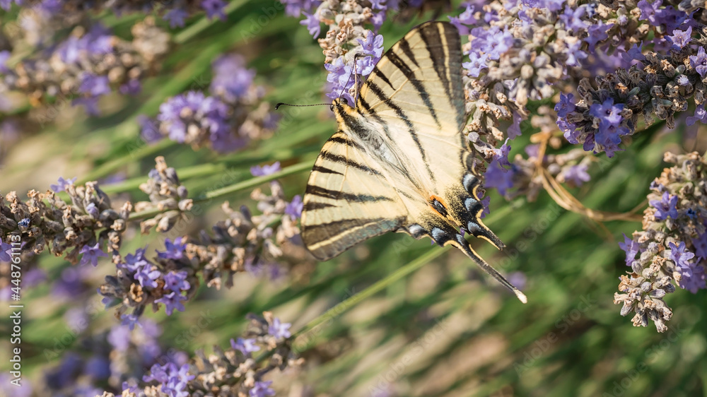 Swallowtail butterfly on lavender flowers. A big beautiful butterfly. Macrophotography of insects. Swallowtail butterfly on lavender flowers. A big beautiful butterfly. Macrophotography of insects.