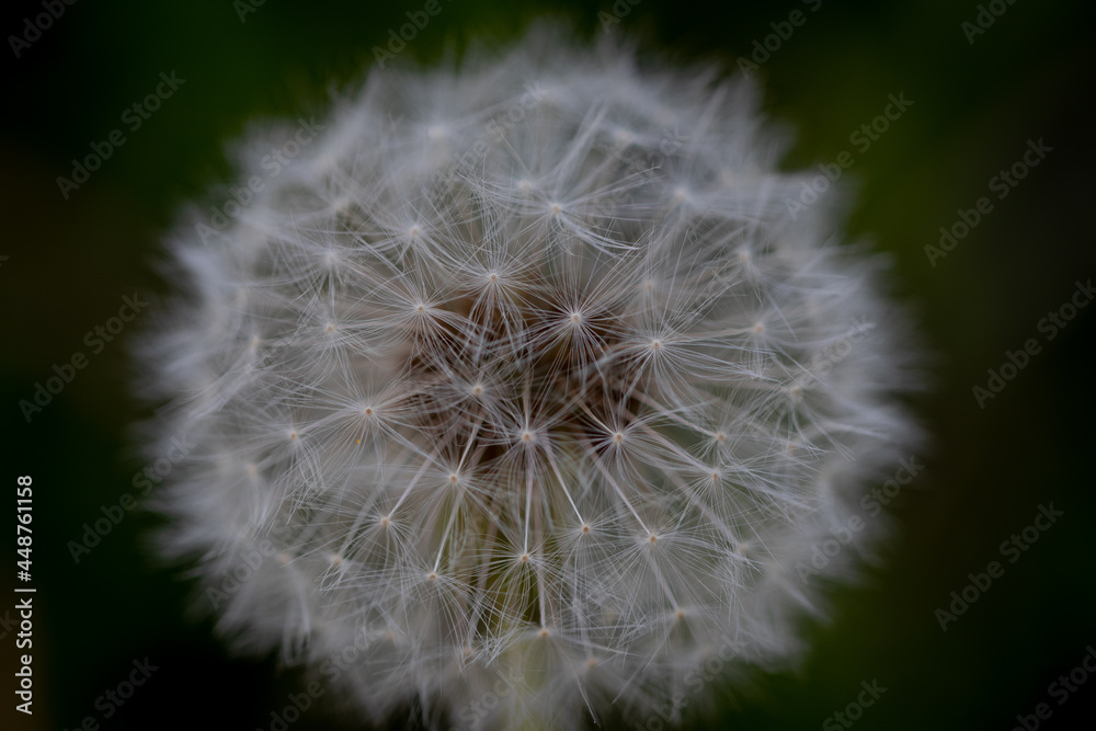 Fototapeta premium Löwenzahn