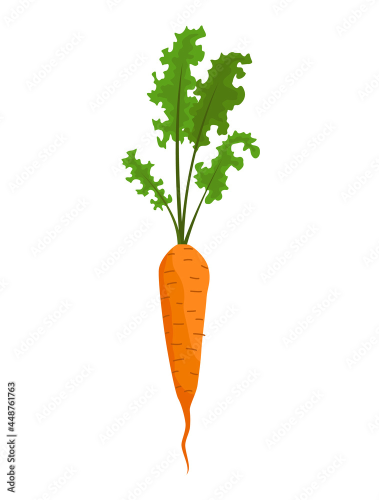 Carrot vegetables growing. Plant showing root structure. Farm product for restaurant menu or market label. Organic and healthy food Carrot vegetables growing. Plant showing root structure. Farm product for restaurant menu or market label. Organic and healthy food