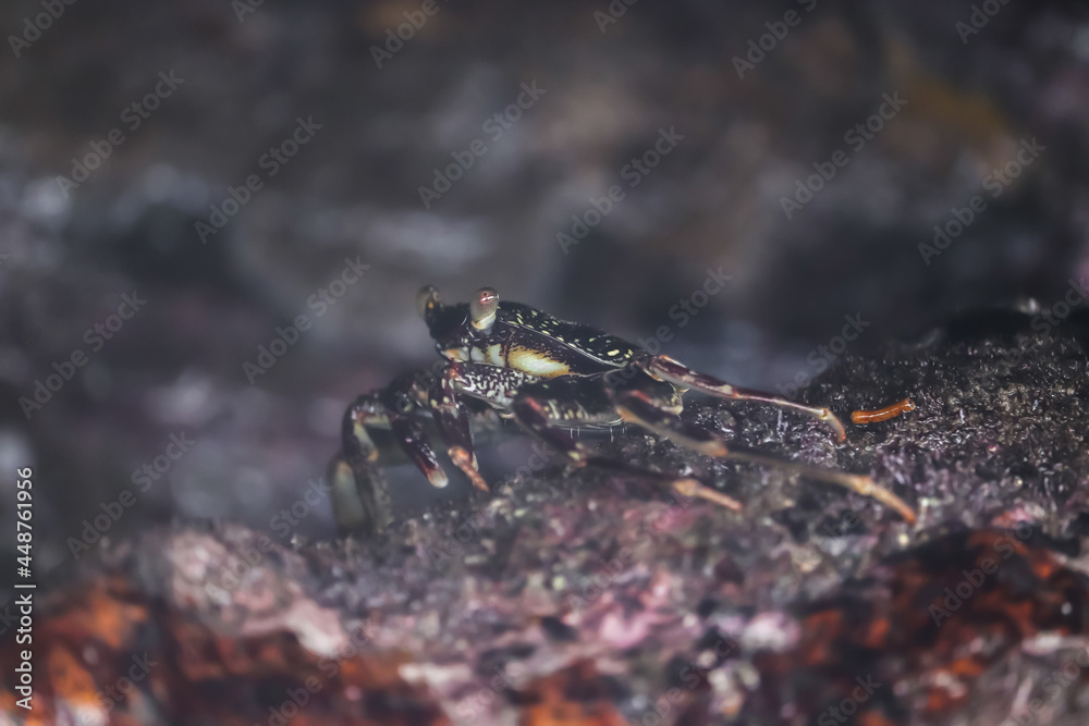 Crab At the sea , Beautiful sea view , Nature background , nature beauty Crab At the sea , Beautiful sea view , Nature background , nature beauty