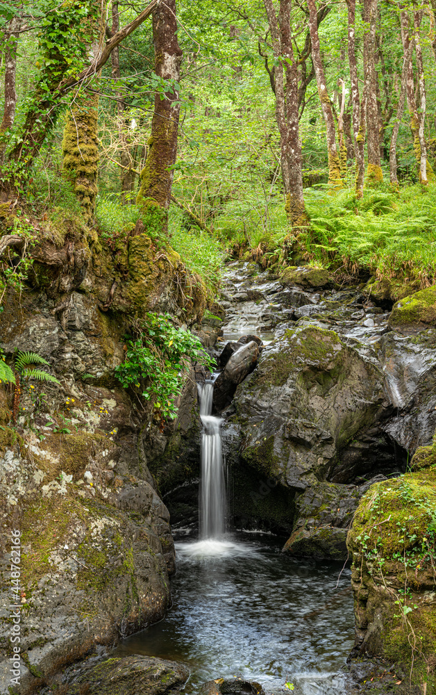 Waterfall on Cordorcan Burn in the Wood of Cree Scottish Rain Forest in The Galloway National Forest Waterfall on Cordorcan Burn in the Wood of Cree Scottish Rain Forest in The Galloway National Forest