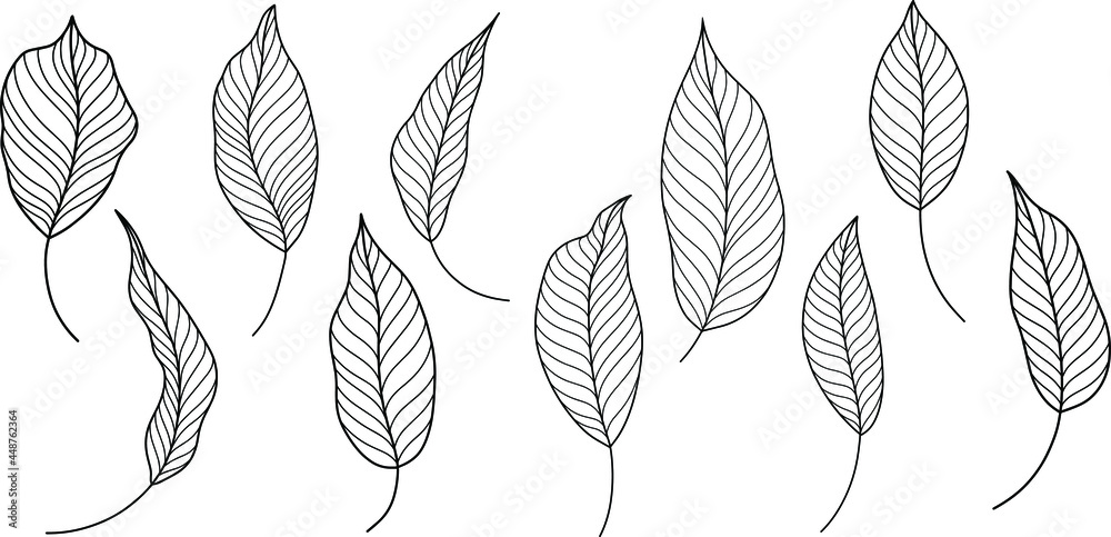 Rose leaves isolated on white. Hand drawn line vector illustration. Eps 10