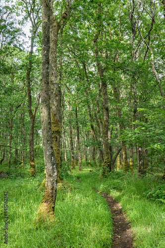 Footpath through Wood of Cree in the Galloway National Forest in Scotland photo