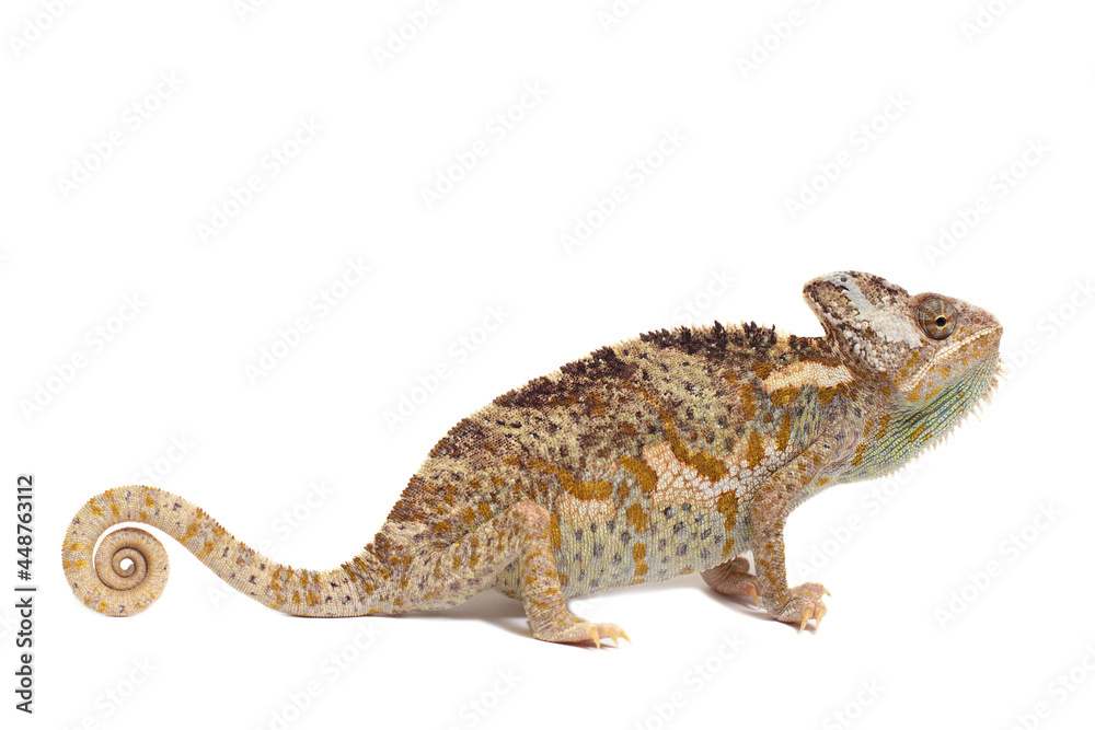 Obraz premium chameleon isolated on white background Chamaeleo calyptratus