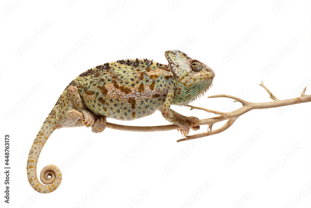 Naklejka premium chameleon isolated on white background Chamaeleo calyptratus