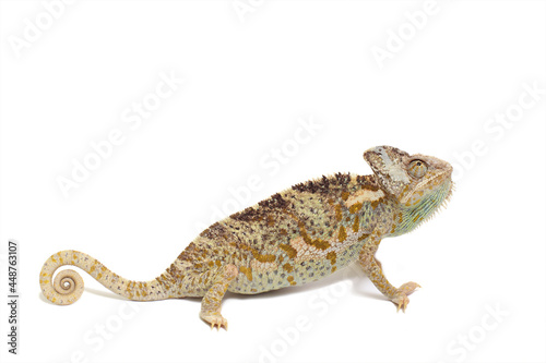 chameleon isolated on white background Chamaeleo calyptratus