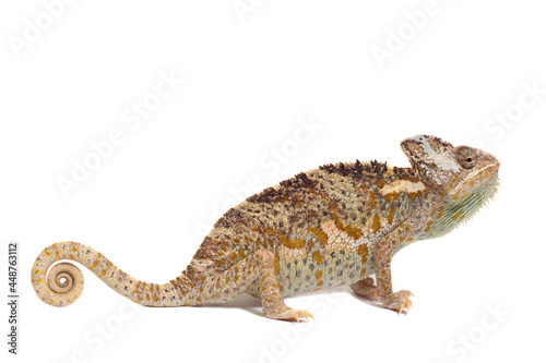 chameleon isolated on white background Chamaeleo calyptratus