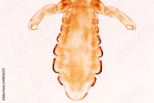 The head louse (Pediculus humanus capitis) is a parasite Live on the body, person or animal and live by sucking blood into food.
 photo