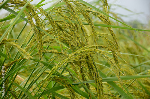 Ripe rice field on farm landscape