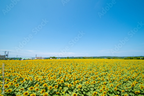 満開のひまわり村と青空