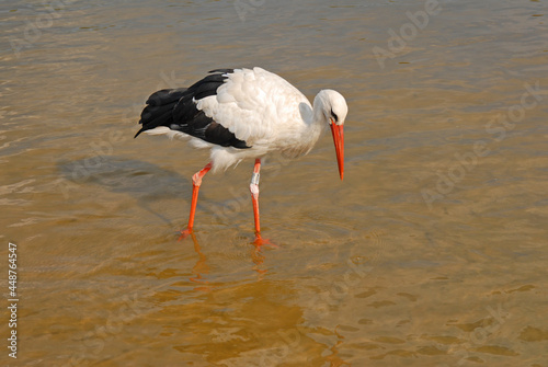 Portrait of a great white stork walking in shallow water in search of fish. Ringed. Caring for migrating birds.
