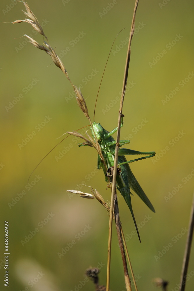 Great green bush-cricket Great green bush-cricket
