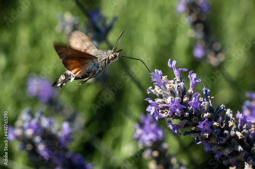 The hawk moth extracts nectar from lavender flowers. Macrophotography of insects.