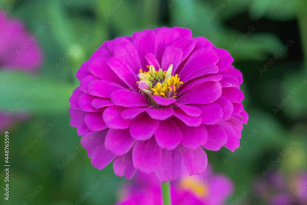 Purple zinnia flowers. Purple zinnia flowers.
