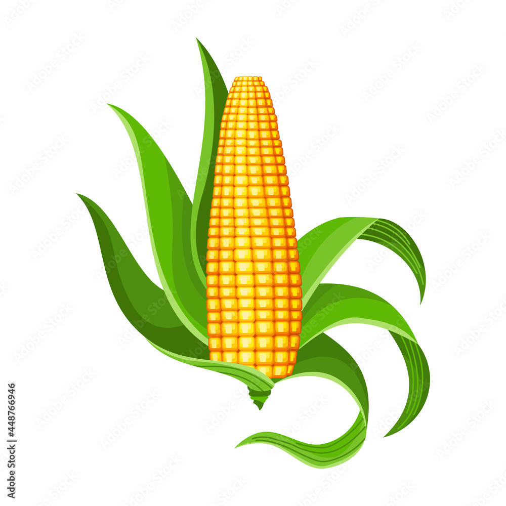 Obraz premium Corn. Isolated ripe corn ear. Yellow corn cob with green leaves. Summer farm design element. Sweet bunch of corn