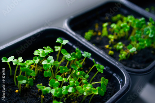 arugula seedlings in pots close up. Preparing the young plants for planting in the ground