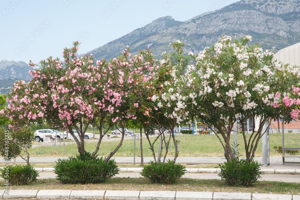 Alley of blooming oleanders against the background of mountains, Montenegro, Bar.