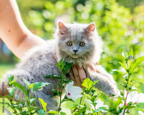 Portrait og fluffy little kitten on green grass background