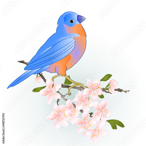 Thrush Bluebird watercolor on a sakura cherry branch pink  flower with leaves sprig background  vintage vector illustration editable hand draw