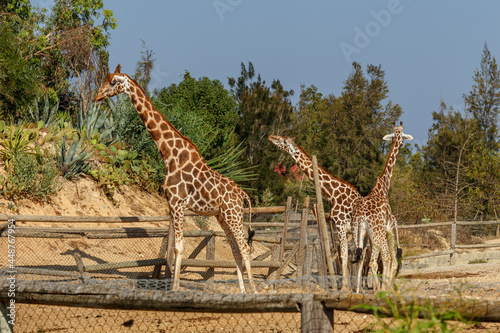 A family of giraffe (Giraffa) behind the fence