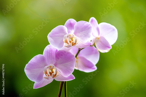 Purple Orchid branch on green natural background 