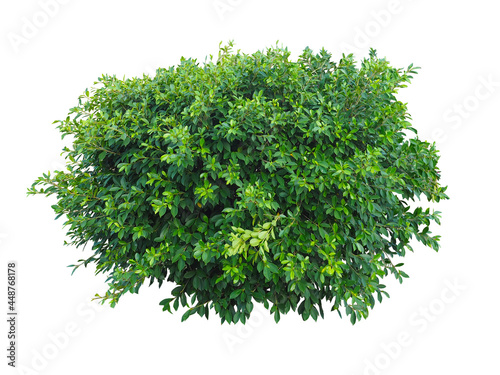 Tropical green plant Bush isolated on white background Objects with Clipping Paths.