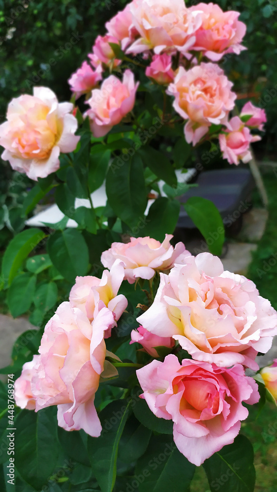 The rose is profusely flowering. Flowering shrubs in the garden. Floral background. The rose is profusely flowering. Flowering shrubs in the garden. Floral background.