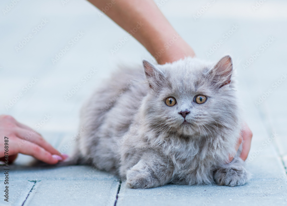 Portrait of cute fluffy kitten on gray background