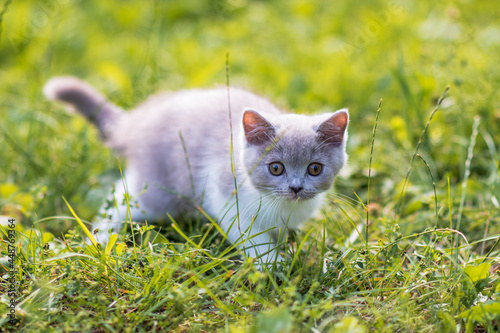 portrait of funny british shothair bicolor gray kitten with yelow eyes on the autumn background photo