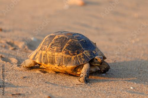 Fototapeta Naklejka Na Ścianę i Meble -  Greek tortoise (Testudo graeca), aka the spur-thighed tortoise
