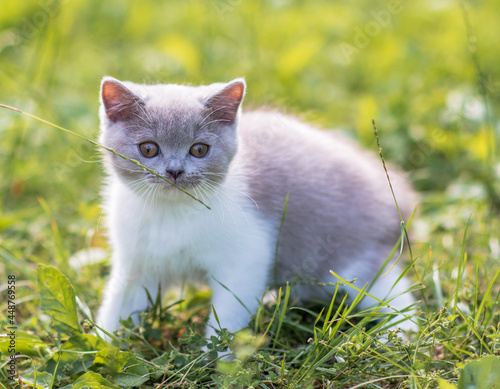 portrait of funny british shothair bicolor gray kitten with yelow eyes on the autumn background © Anna