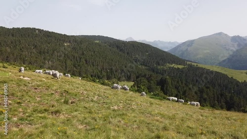 France Pyrénées Ariège Plateau de Beille montagne troupeau vaches agriculture elevage paysage environnement photo