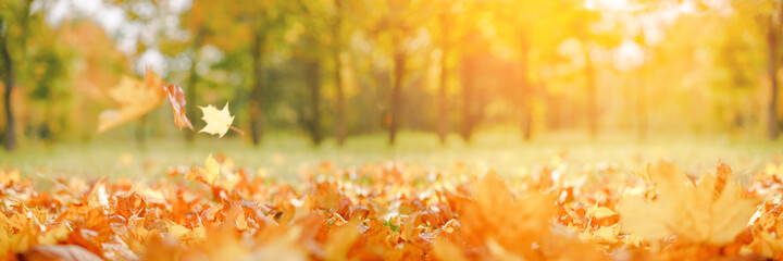 Fall wide banner. Beautiful autumn yellow and red foliage in golden sun landscape. Falling leaves natural background copy space, selective focus