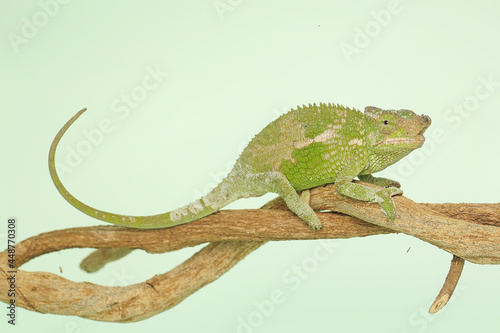 A young Fischer s chameleon  Kinyongia fischeri  is crawling on tree branches. 