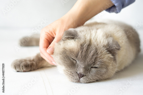 Lazy scottish fold cat with womans hand on a gray background. World cat Pet Day. Female hand stroking a sleeping beige cat