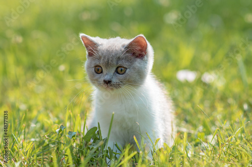 portrait of funny british shothair bicolor gray kitten with yelow eyes on the autumn background